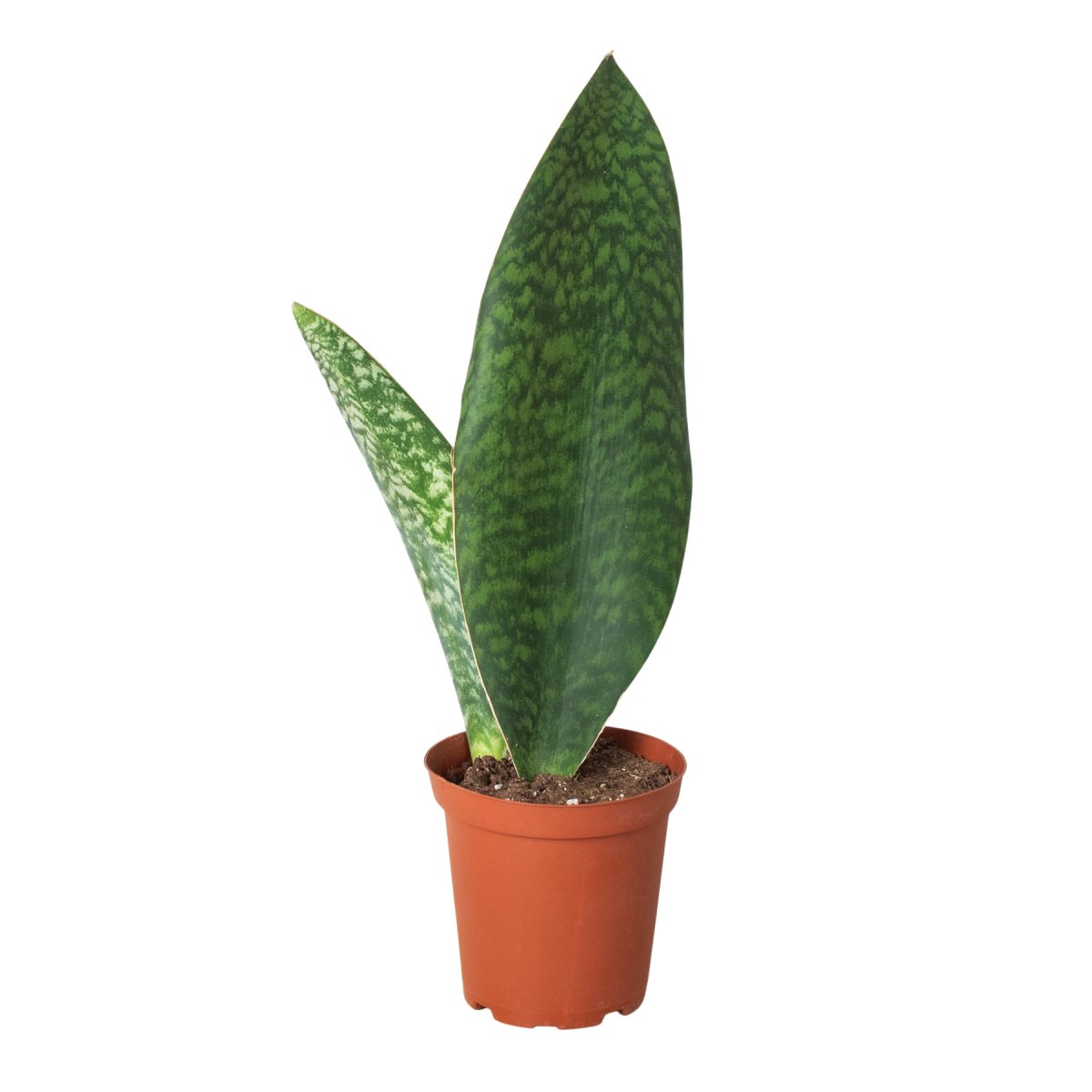 Snake Plant 'Shark Fin' Indoor Plant - Mental Houseplants™