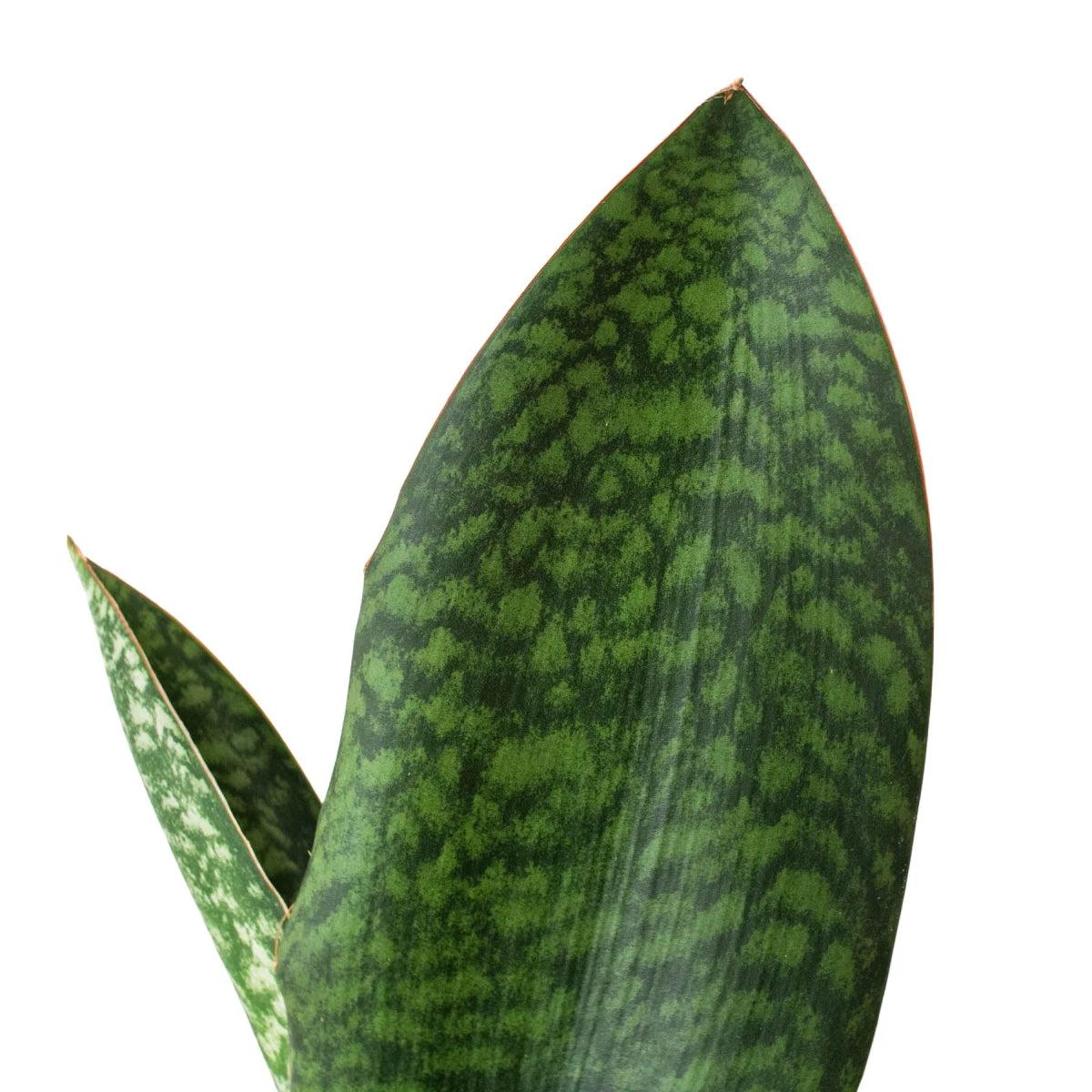 Snake Plant 'Shark Fin' Indoor Plant - Mental Houseplants™