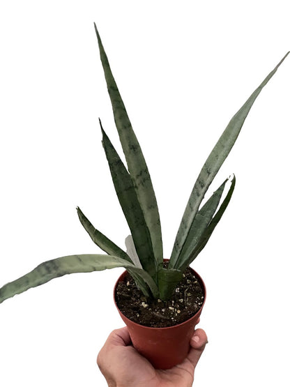 Snake Plant 'Silver Princess' Indoor Plant - Mental Houseplants™