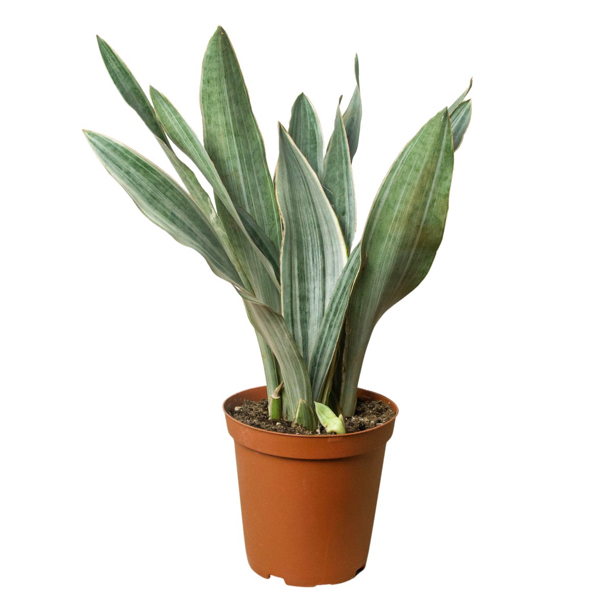 Snake Plant 'Silver Siam' Indoor Plant - Mental Houseplants™