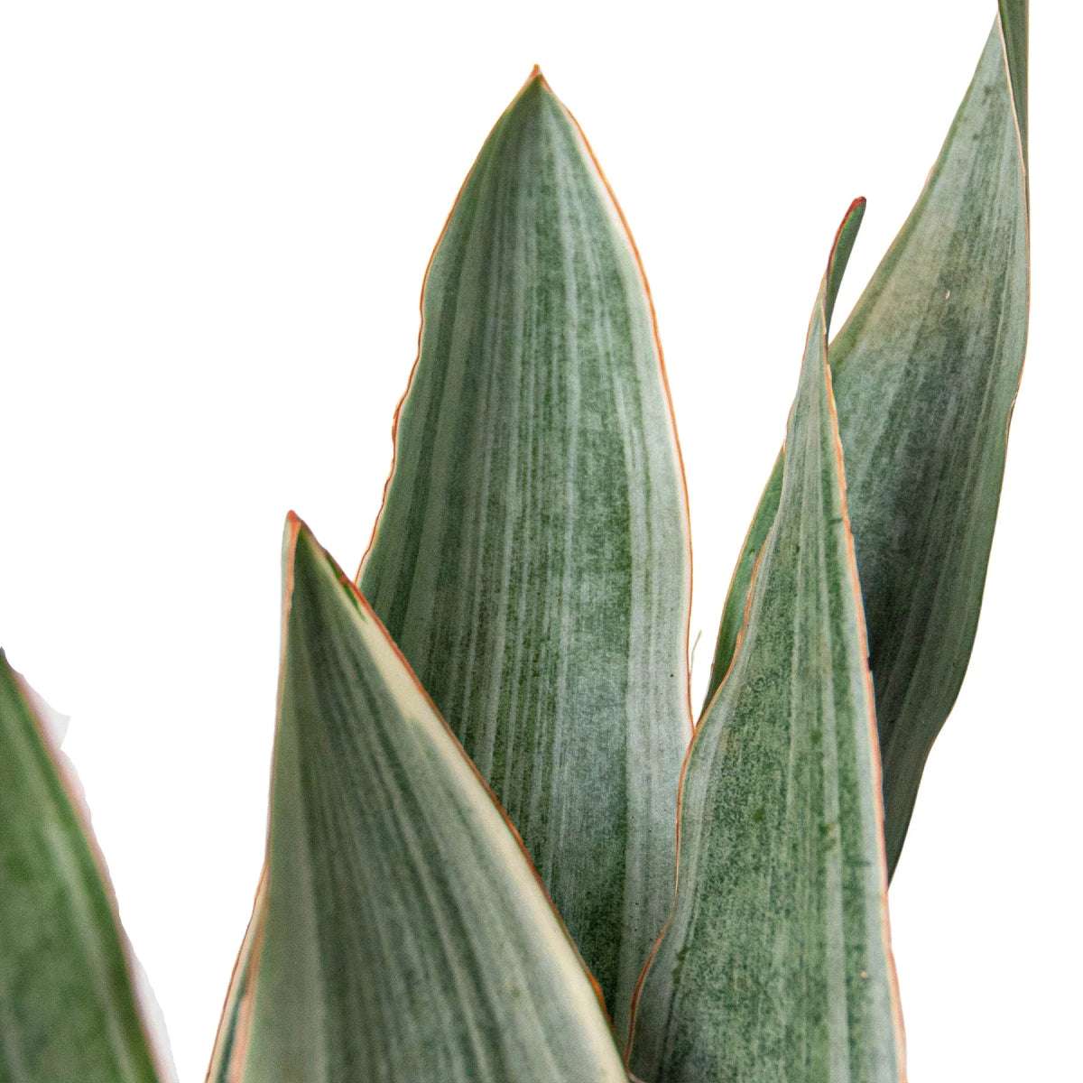 Snake Plant 'Silver Siam' Indoor Plant - Mental Houseplants™