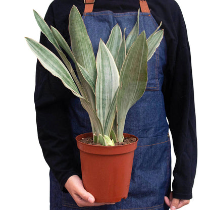 Snake Plant 'Silver Siam' Indoor Plant - Mental Houseplants™