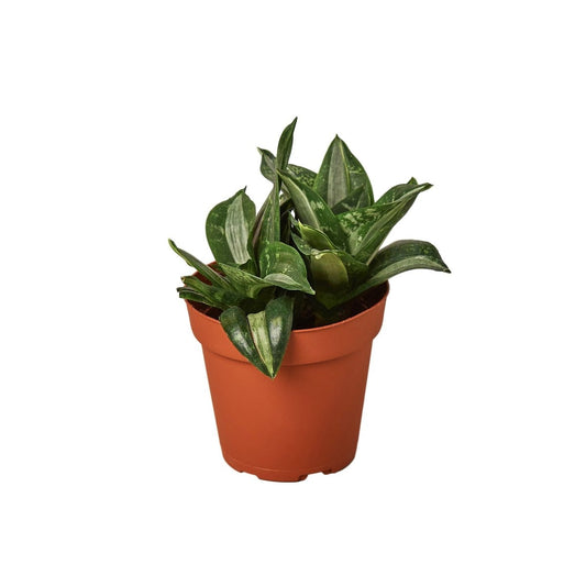 Snake Plant 'Silver Streak' Indoor Plant - Mental Houseplants™