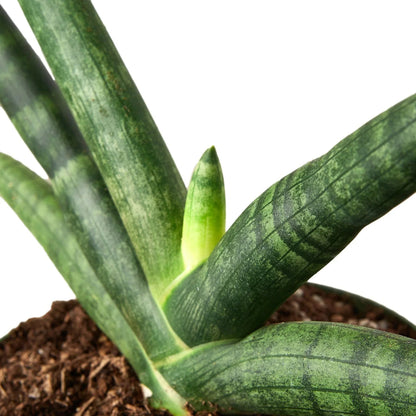 Snake Plant 'Starfish' Indoor Plant - Mental Houseplants™