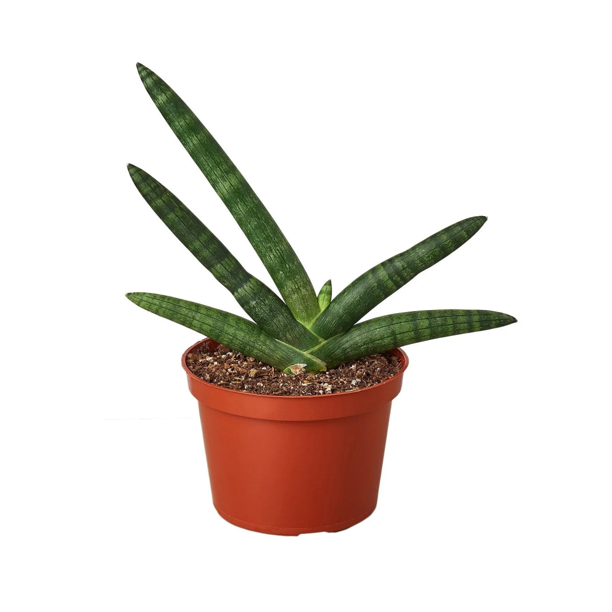 Snake Plant 'Starfish' Indoor Plant - Mental Houseplants™