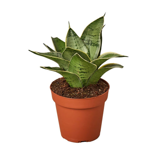 Snake Plant 'Starlight' Indoor Plant - Mental Houseplants™