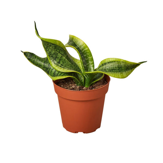 Snake Plant 'Twist' Indoor Plant - Mental Houseplants™