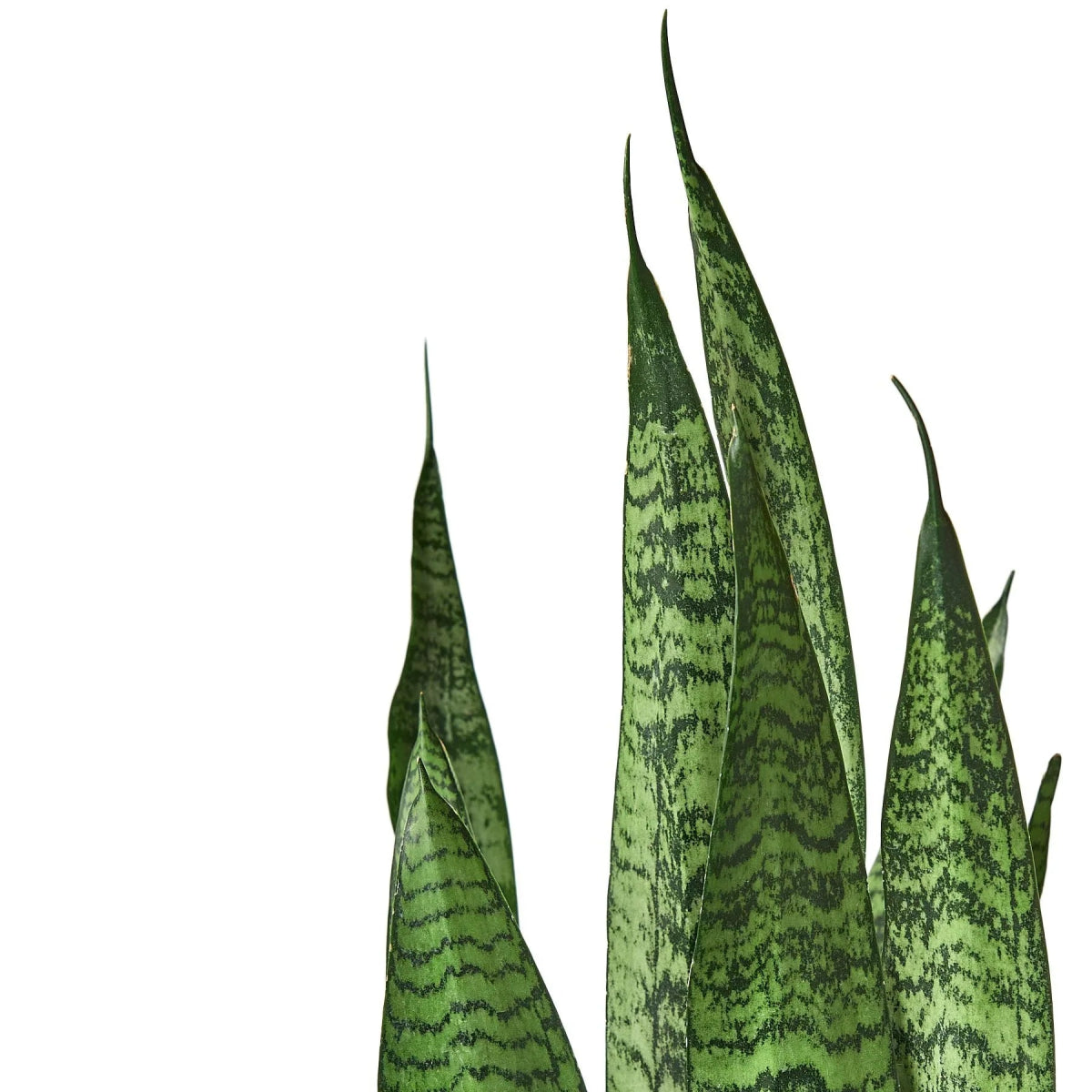 Snake Plant 'Zeylanica' Indoor Plant - Mental Houseplants™