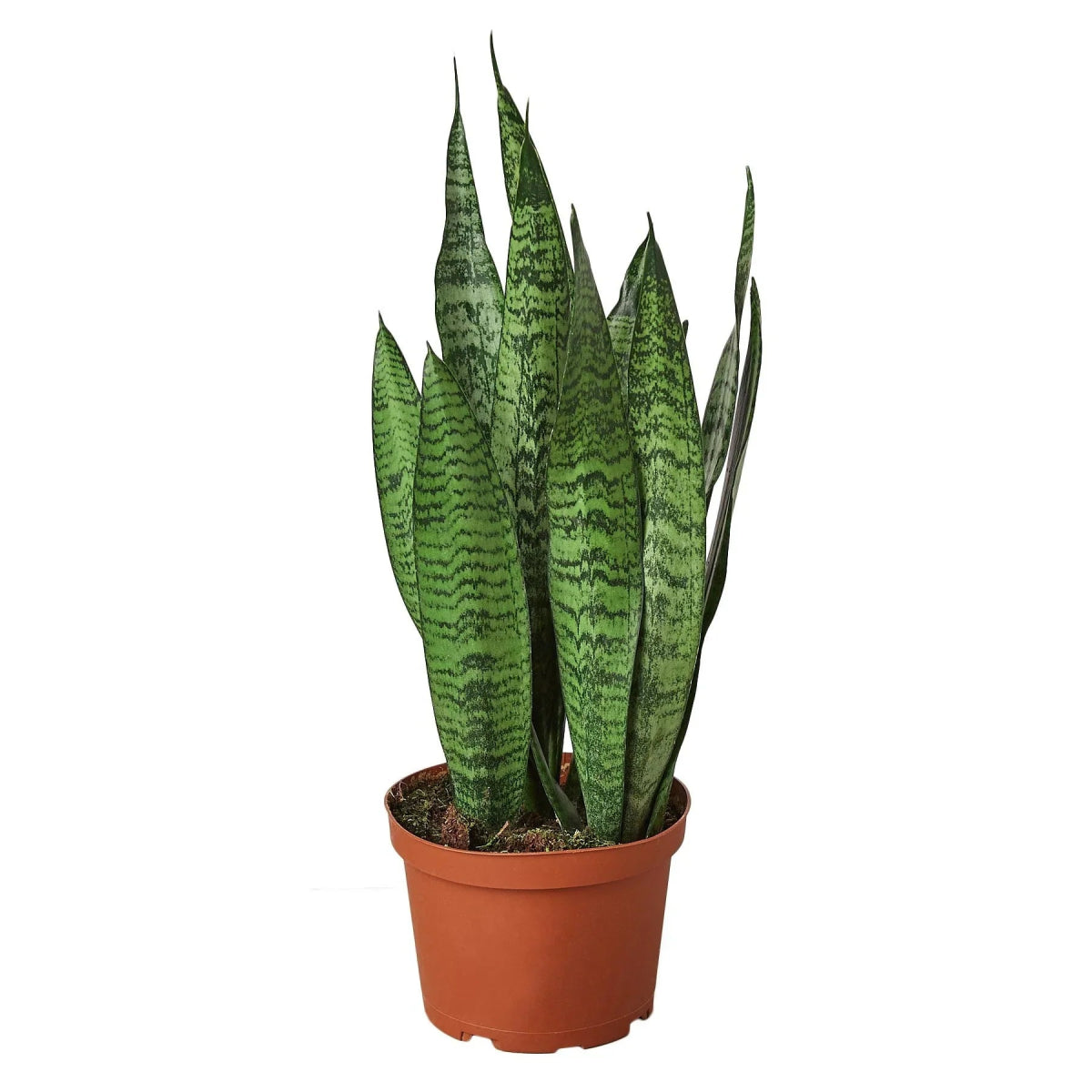 Snake Plant 'Zeylanica' - Mental Houseplants™