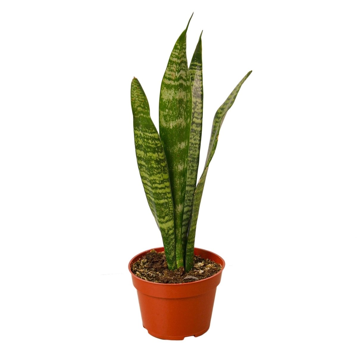 Snake Plant 'Zeylanica' Indoor Plant - Mental Houseplants™