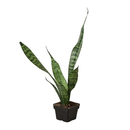 Snake Plant 'Zeylanica' Indoor Plant - Mental Houseplants™