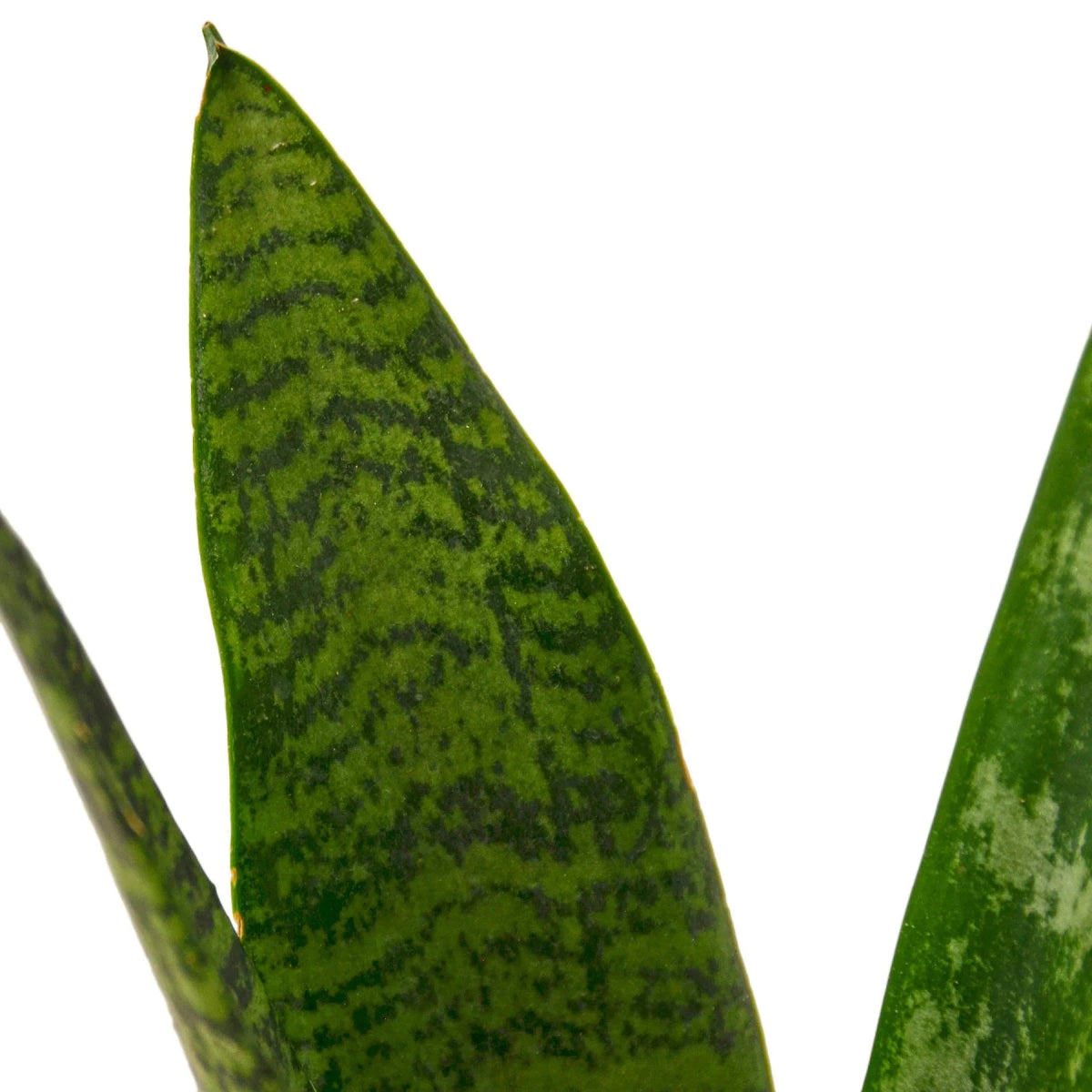 Snake Plant 'Zeylanica' Indoor Plant - Mental Houseplants™