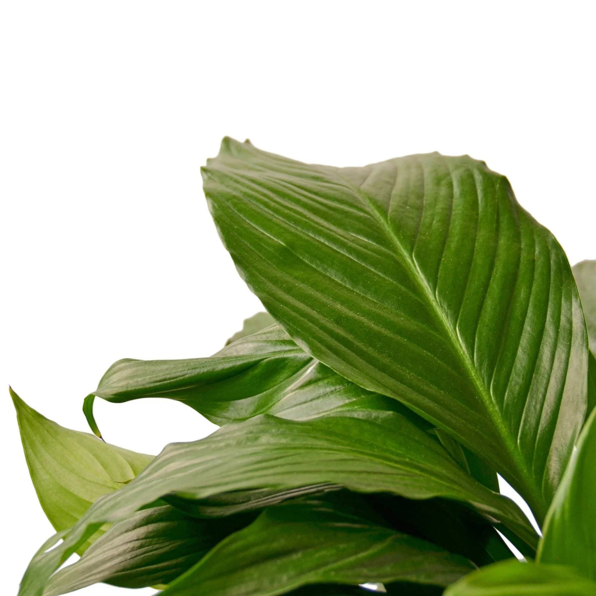 Spathiphyllum 'Peace Lily' Indoor Plant - Mental Houseplants™