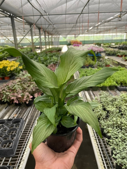 Spathiphyllum 'Platinum Mist' Indoor Plant - Mental Houseplants™