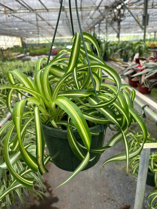 Spider Plant 'Bonnie' Indoor Plant - Mental Houseplants™