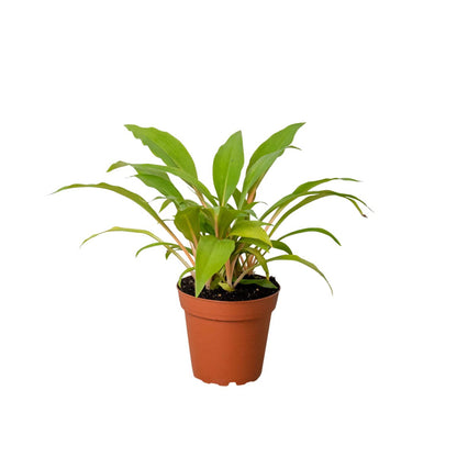 Spider Plant 'Fire Flash' Indoor Plant - Mental Houseplants™