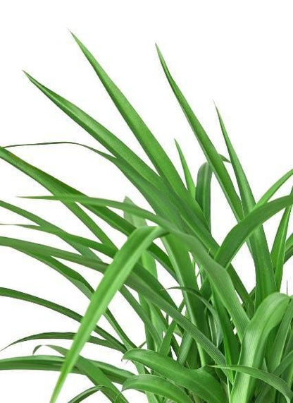 Spider Plant 'Green' Indoor Plant - Mental Houseplants™