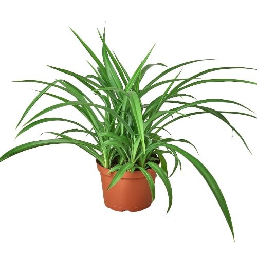 Spider Plant 'Green' Indoor Plant - Mental Houseplants™