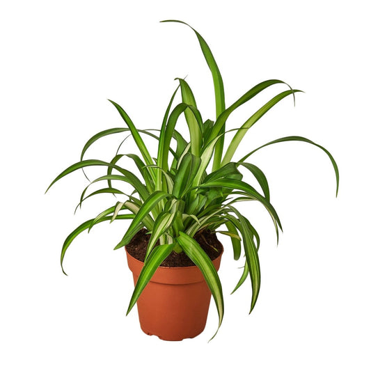 Spider Plant 'Hawaiian' Indoor Plant - Mental Houseplants™