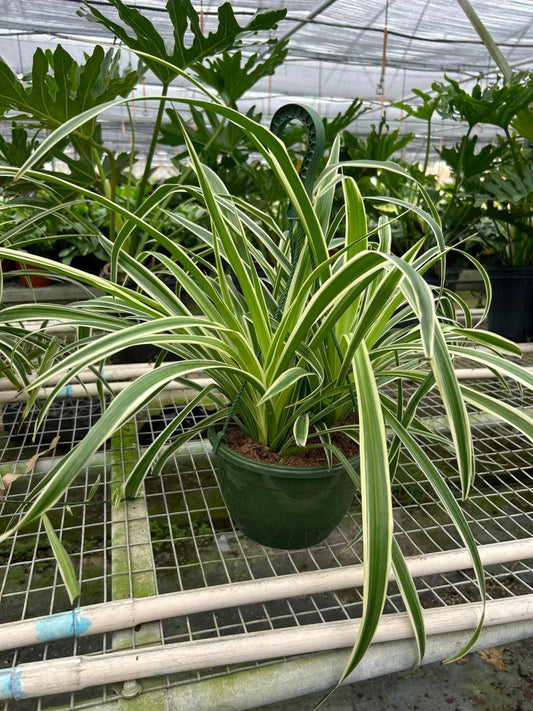 Spider Plant 'Reverse' Indoor Plant - Mental Houseplants™