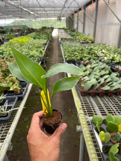 Strelitzia 'White Bird of Paradise' Indoor Plant - Mental Houseplants™