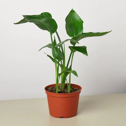 Strelitzia 'White Bird of Paradise' Indoor Plant - Mental Houseplants™