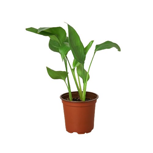 Strelitzia 'White Bird of Paradise' Indoor Plant - Mental Houseplants™