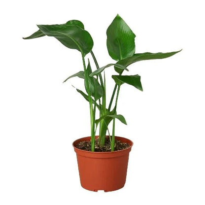 Strelitzia 'White Bird of Paradise' Indoor Plant - Mental Houseplants™