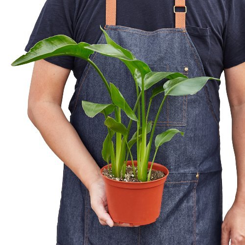 Strelitzia 'White Bird of Paradise' Indoor Plant - Mental Houseplants™