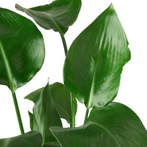 Strelitzia 'White Bird of Paradise' Indoor Plant - Mental Houseplants™