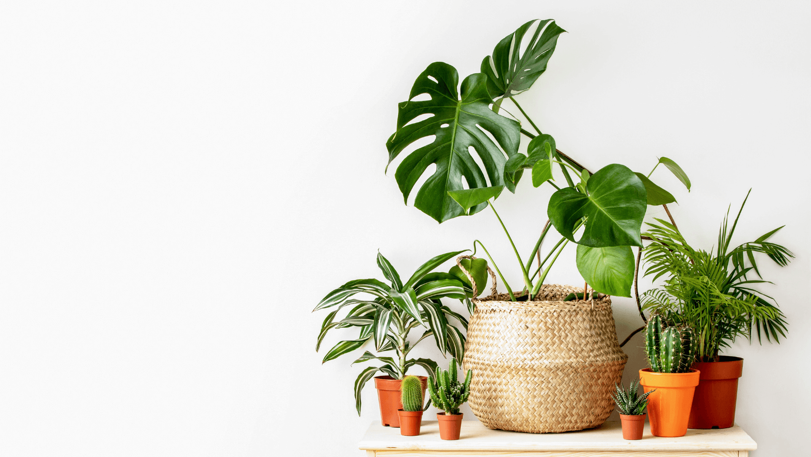 A group of plants consisting of a Monstera in a wooven basket, a medium sized and two smaller cacti in terracotta pots, a parlor palm and white jewel dracaena in a plastic pot, all in front of a white background.