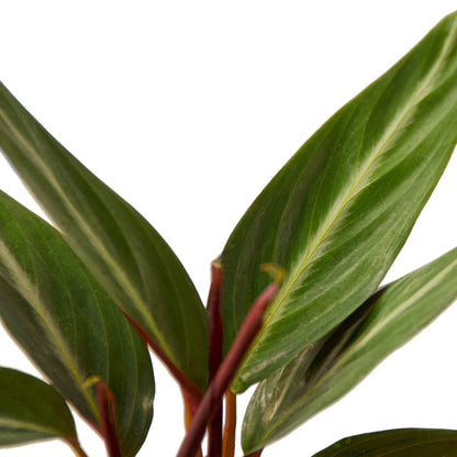 Stromanthe 'Sanguinea' Indoor Plant - Mental Houseplants™