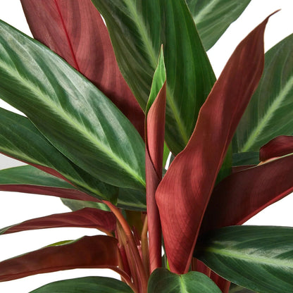 Stromanthe 'Sanguinea' Indoor Plant - Mental Houseplants™