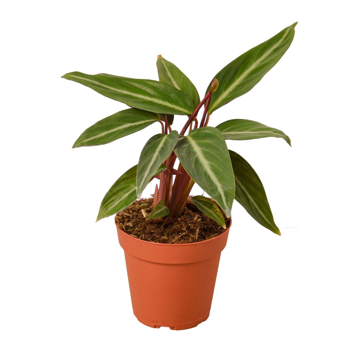 Stromanthe 'Sanguinea' Indoor Plant - Mental Houseplants™