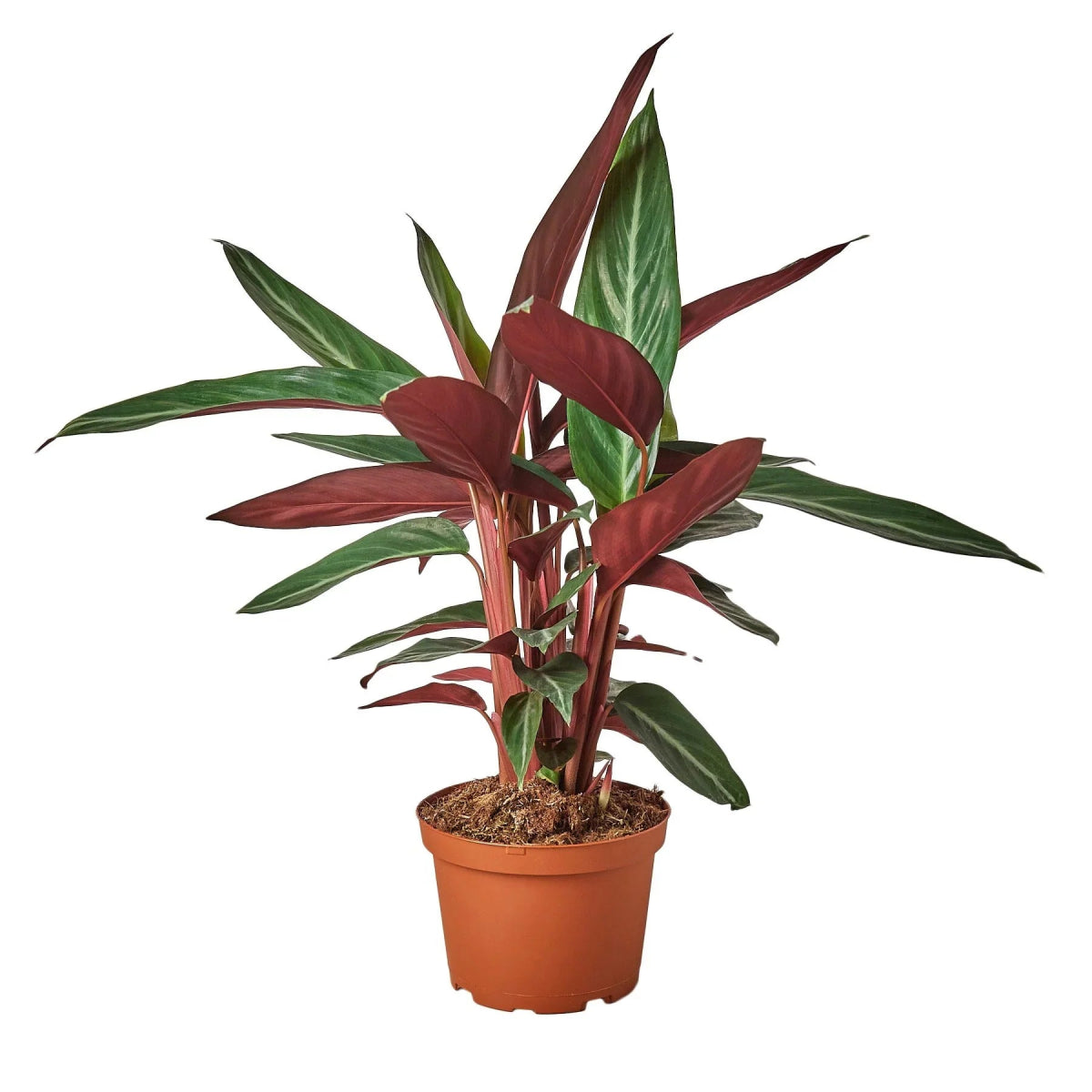 Stromanthe 'Sanguinea' Indoor Plant - Mental Houseplants™