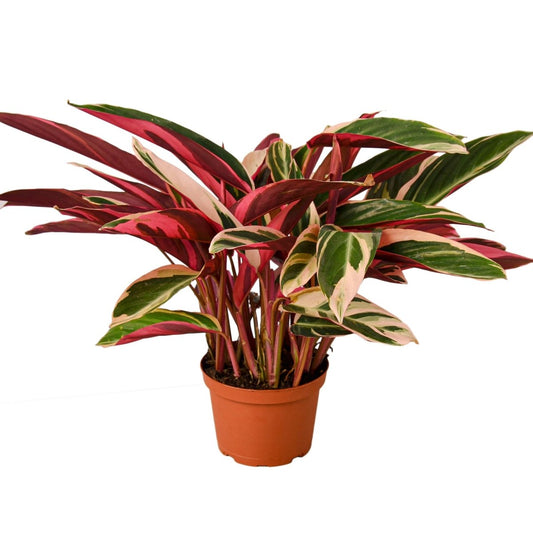 Stromanthe 'Triostar' Indoor Plant - Mental Houseplants™