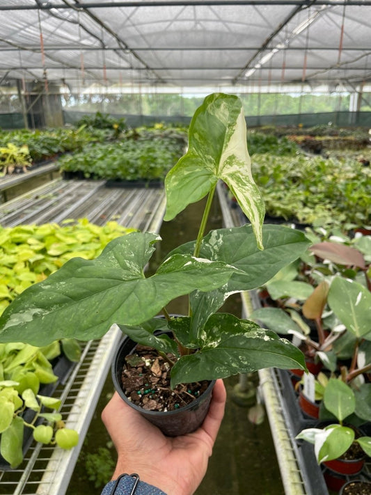 Syngonium 'Albo Variegata' Indoor Plant - Mental Houseplants™