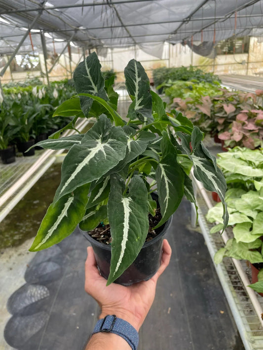 Syngonium 'Black Velvet' Indoor Plant - Mental Houseplants™