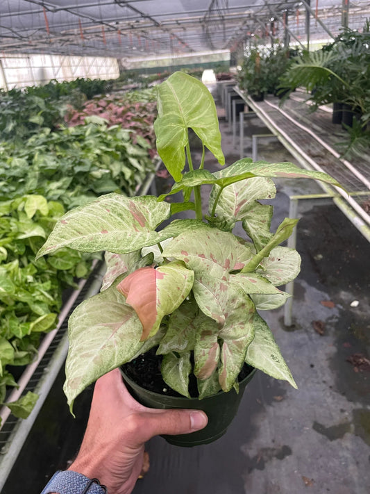 Syngonium 'Confetti' Indoor Plant - Mental Houseplants™