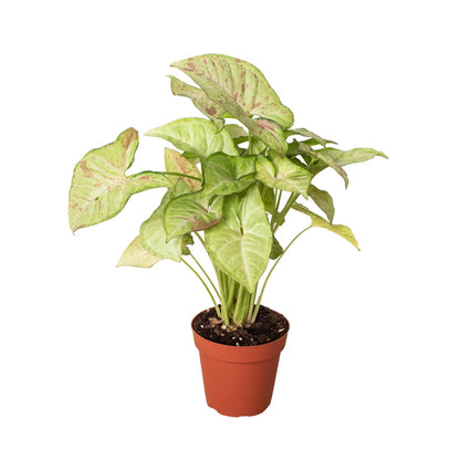 Syngonium 'Confetti' Indoor Plant - Mental Houseplants™