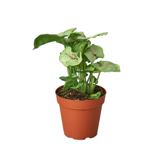 Syngonium 'Cream Allusion' Indoor Plant - Mental Houseplants™