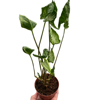 Syngonium 'Godzilla' Indoor Plant - Mental Houseplants™