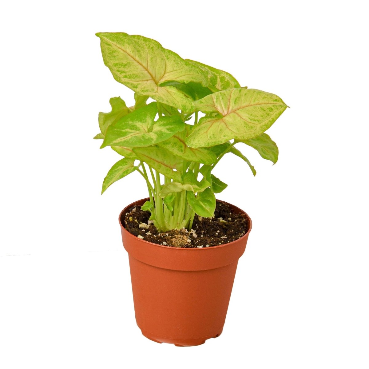 Syngonium 'Gold' Indoor Plant - Mental Houseplants™