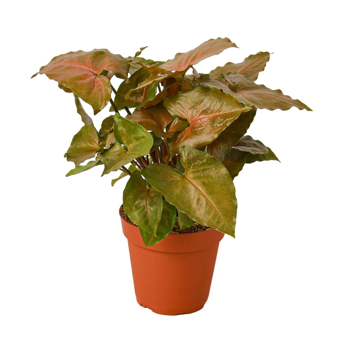 Syngonium 'Merry' Indoor Plant - Mental Houseplants™