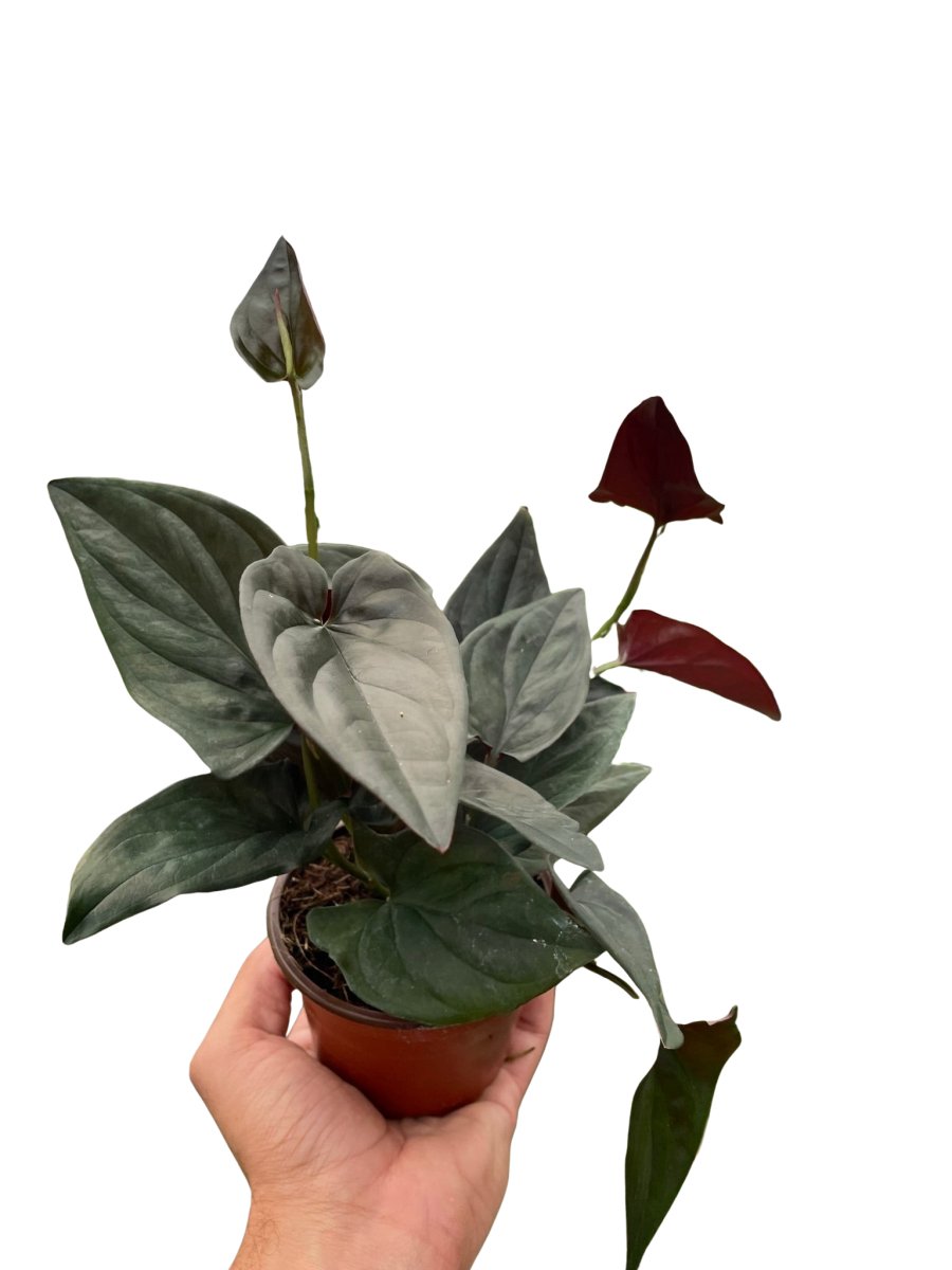 Syngonium 'Red Arrow' Indoor Plant - Mental Houseplants™