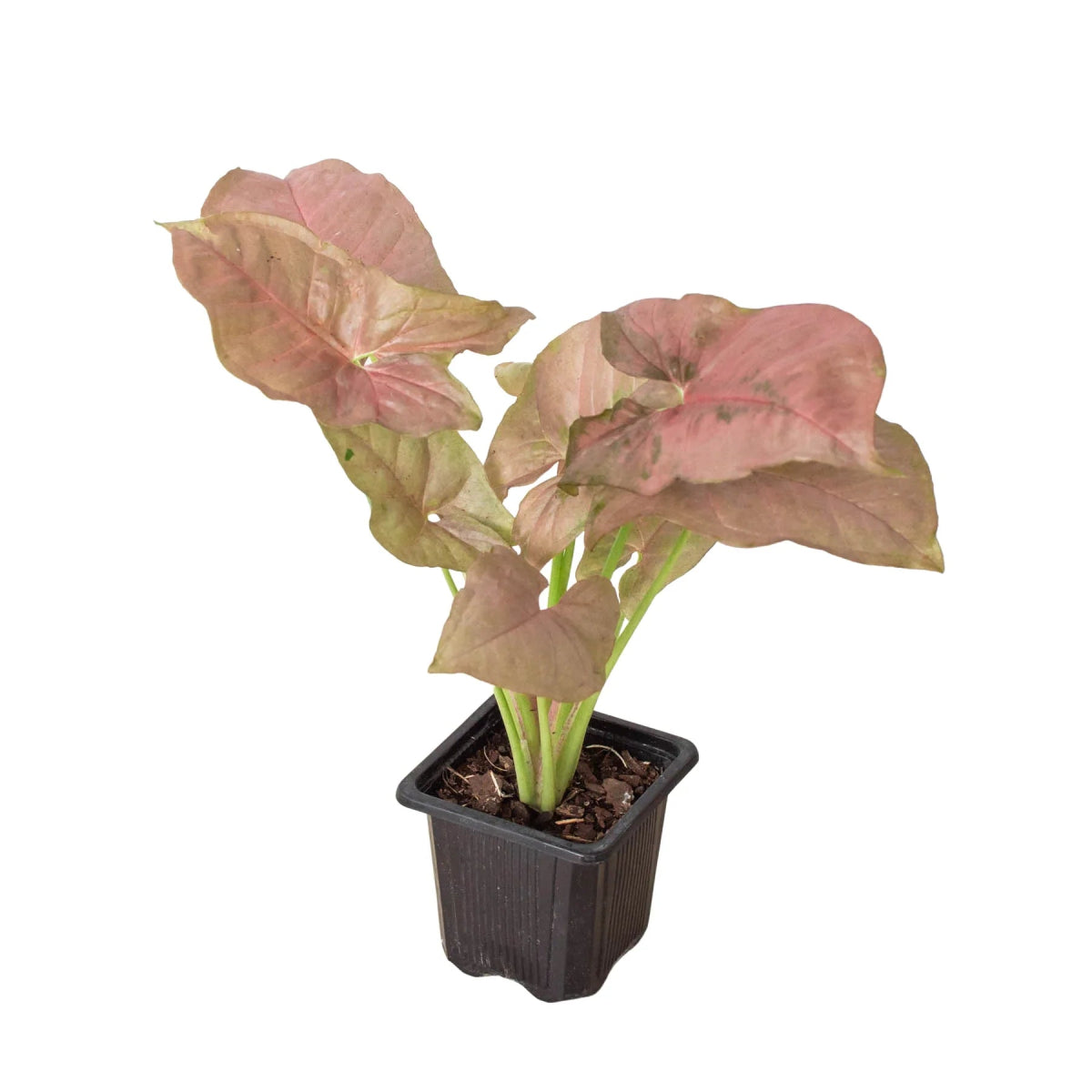 Syngonium 'Strawberry' Indoor Plant - Mental Houseplants™