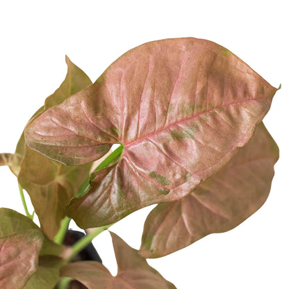 Syngonium 'Strawberry' Indoor Plant - Mental Houseplants™