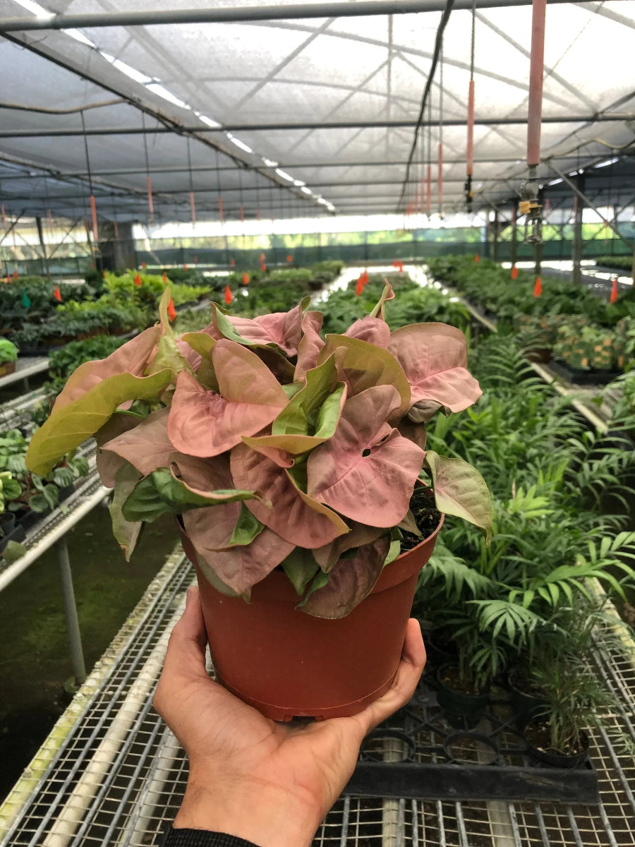 Syngonium 'Strawberry' Indoor Plant - Mental Houseplants™