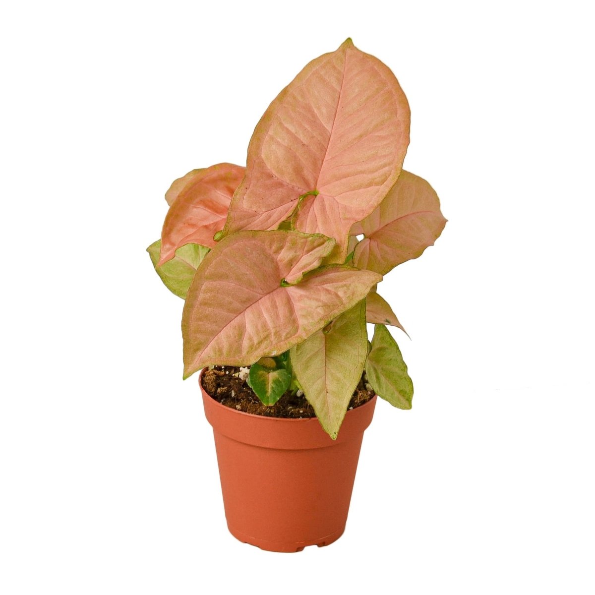 Syngonium 'Strawberry' Indoor Plant - Mental Houseplants™