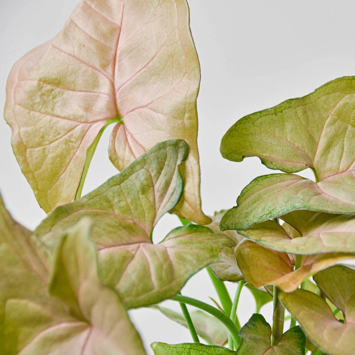 Syngonium 'Strawberry' Indoor Plant - Mental Houseplants™